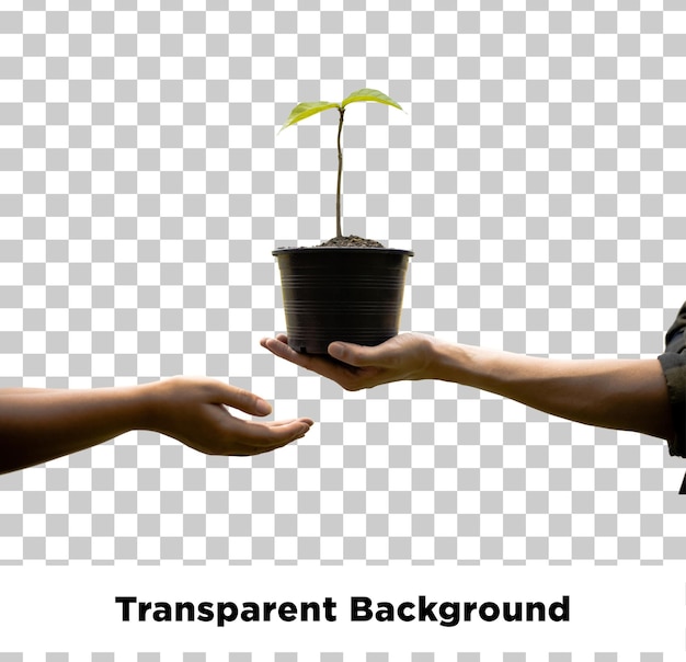 Plantes à planter Arrière-plan transparent