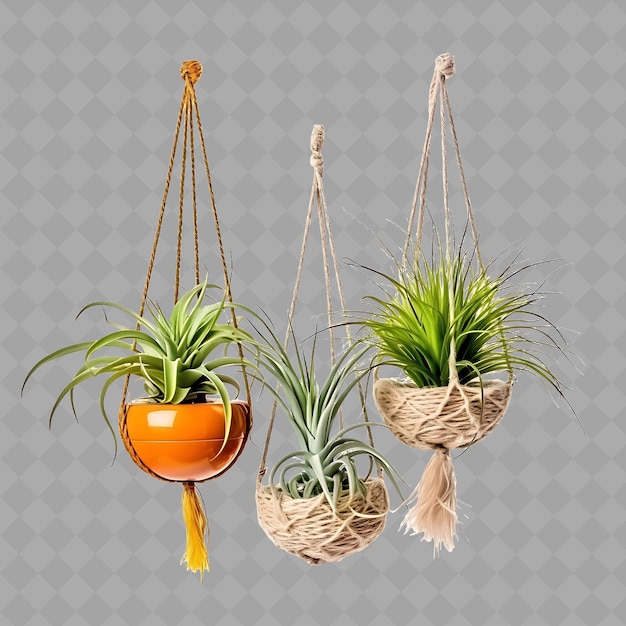 PSD plantes png air dans un pot de plantation sur des supports à corde avec un arbre intérieur tropical de couleur sur un fond propre