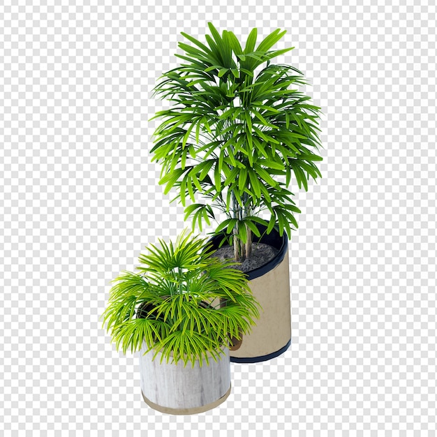 Plantes En Pot Dans Le Rendu 3d