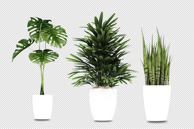 PSD plantes en pots en 3d rendu isolé