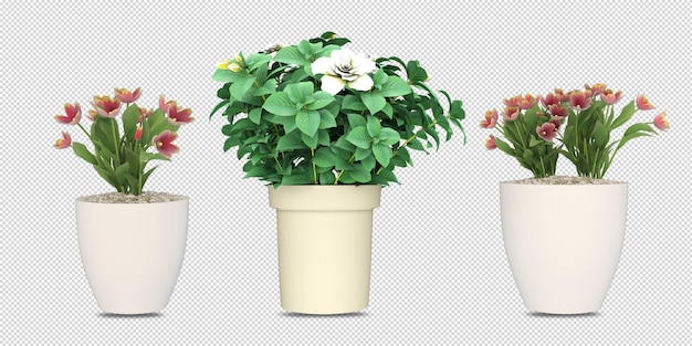 PSD plantes en pots en rendu 3d isolé