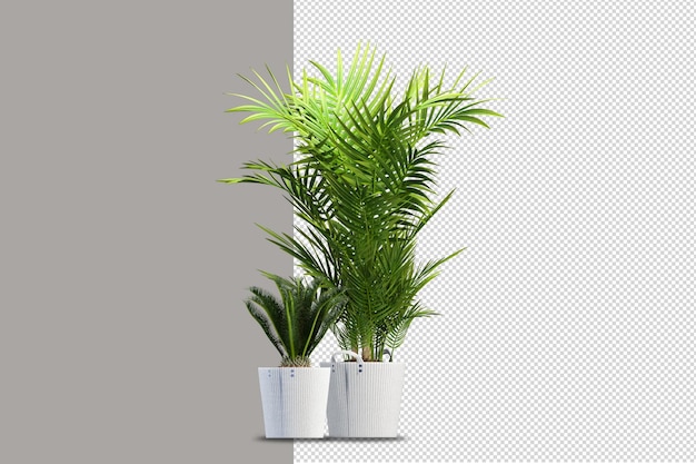 Plantes En Pots En Rendu 3d