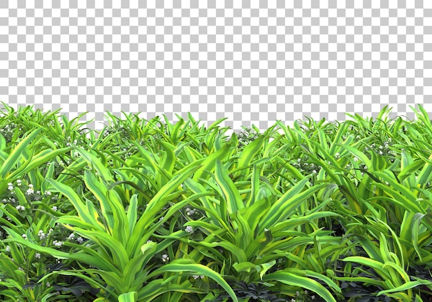 Plantes réalistes sur fond transparent illustration de rendu 3d