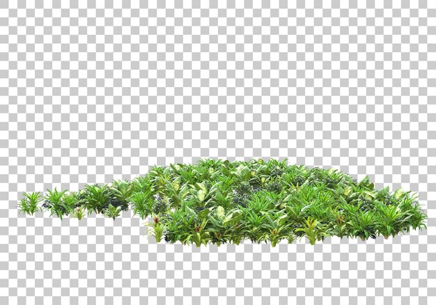Plantes réalistes sur fond transparent illustration de rendu 3d