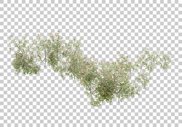 Plantes Vertes Avec Fond Transparent Illustration De Rendu 3d