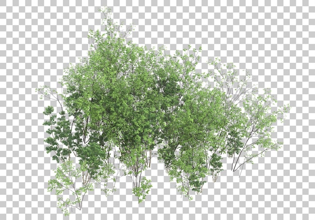 Plantes Vertes Avec Fond Transparent Illustration De Rendu 3d