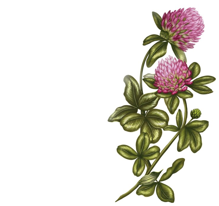 PSD plantilla de marco con rama de trébol rosa en flor en el estilo de ilustración de acuarela