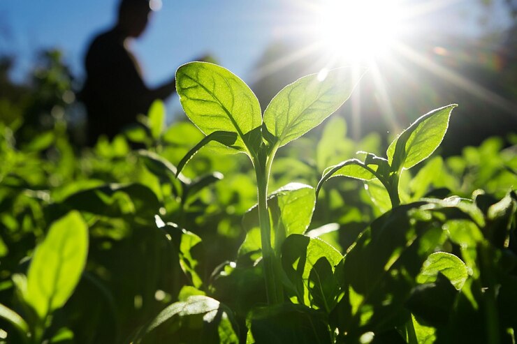 PSD las plántulas verdes vibrantes iluminadas por el sol crecen en un campo