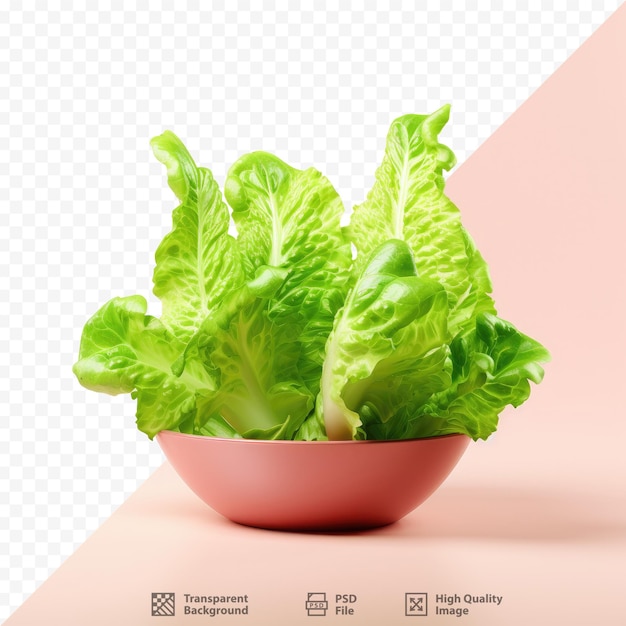 PSD un plato de lechuga con fondo rosa.