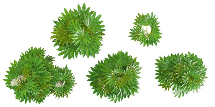PSD plerandra elegantissima isolierte bäume auf weißem hintergrund, die für die gestaltung von oben aus verwendet werden