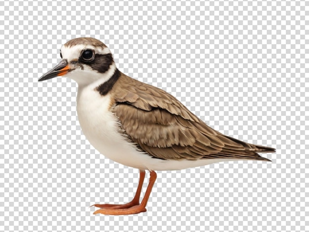 PSD plover em fundo transparente