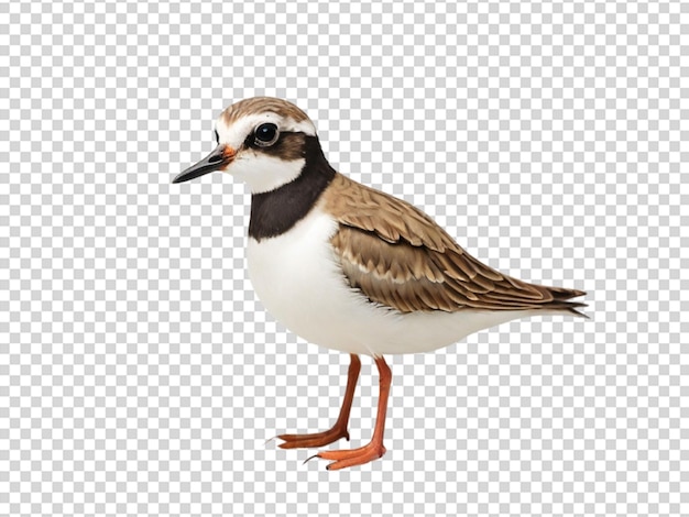 Plover sobre un fondo transparente