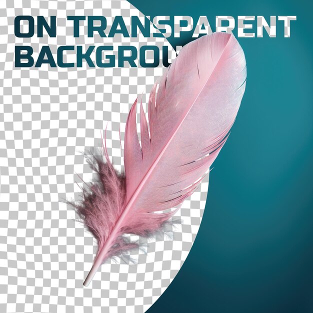 PSD una pluma magenta flota con gracia contra un fondo transparente