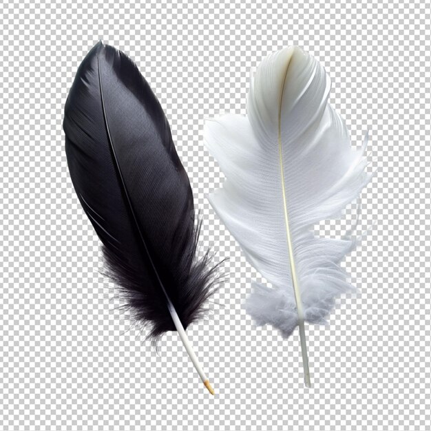 Pluma negra y blanca sobre un fondo transparente