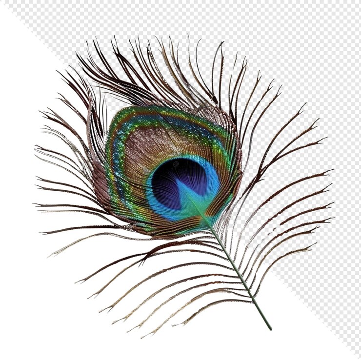 PSD una pluma de pavo real aislada sobre un fondo blanco