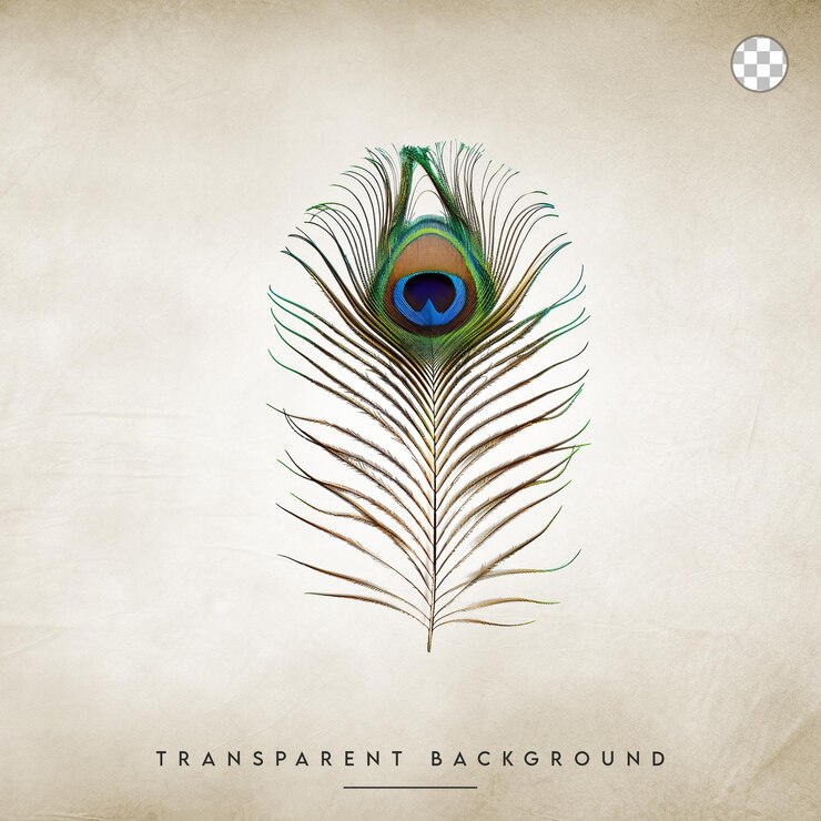 PSD pluma de pavo real aislada sobre un fondo transparente