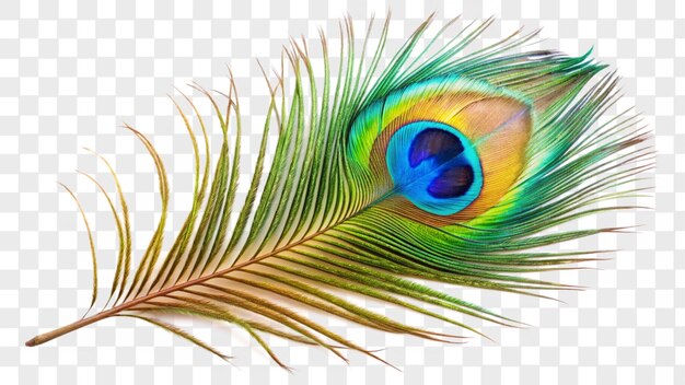 Una pluma de pavo real aislada sobre un fondo transparente