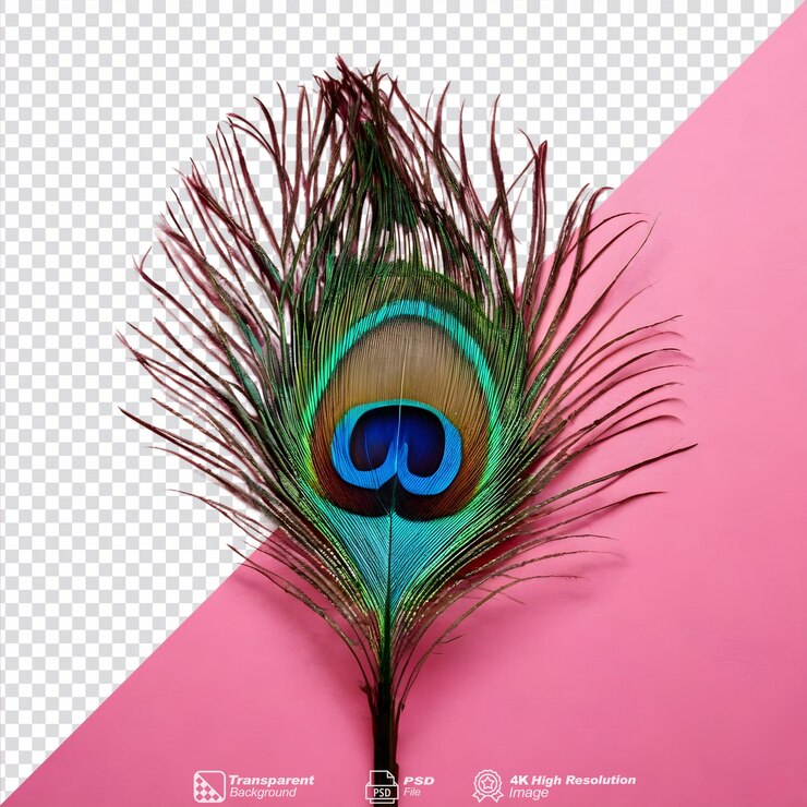 PSD pluma de un pavo real aislada