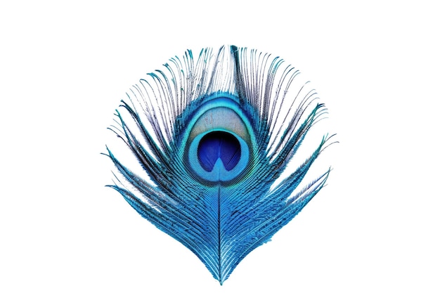 Pluma de pavo real azul aislada sobre un fondo blanco Estudio botánico AIG57