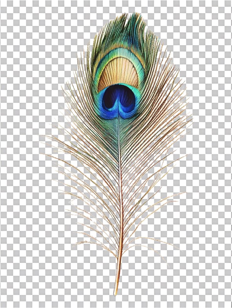 PSD una pluma de pavo real se coloca contra un fondo transparente para resaltar los detalles de las plumas