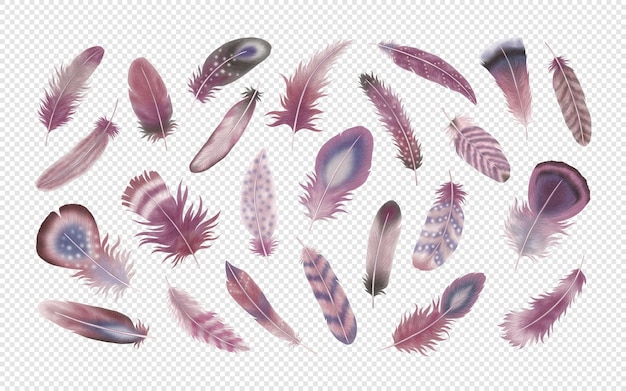 PSD plumas acuarela clipart