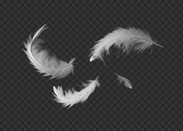 Plumas aisladas sobre fondo transparente png psd