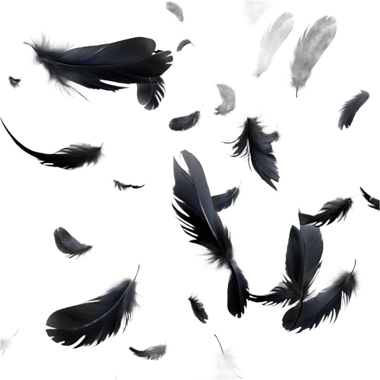 Las plumas de cuervo negro que caen en el aire aisladas Colección de alas suaves y esponjosas Diseño de plumaje de pájaro