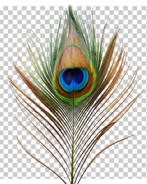 PSD plumas de pavo real en png