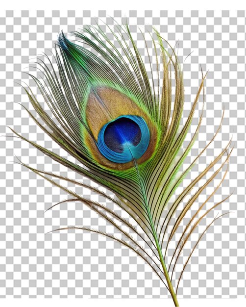 PSD plumas de pavo real en png