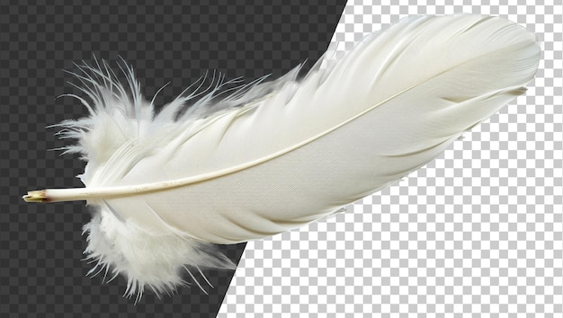 PSD une plume blanche avec une pointe brune stock png