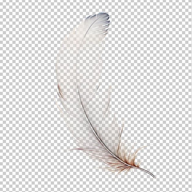 PSD plume en png