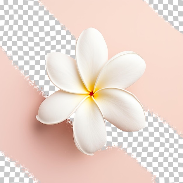 Plumeria blanca naturalmente