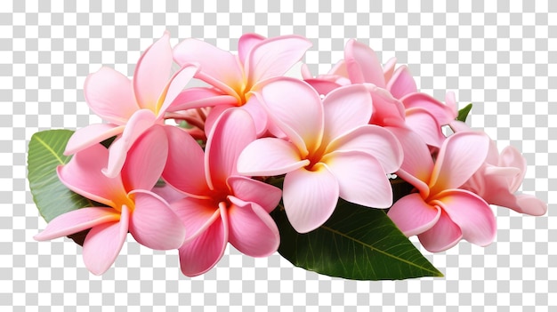 PSD plumeria-blüten auf transparentem hintergrund