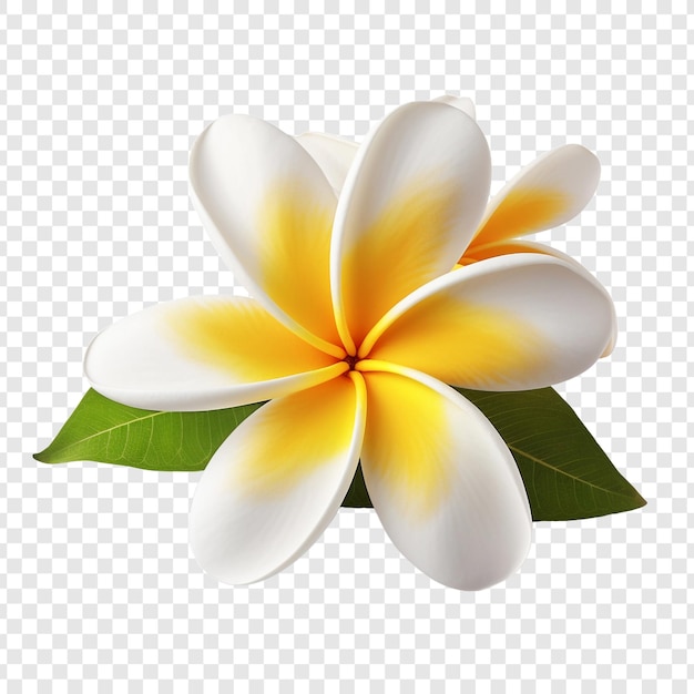 PSD plumeria fleur png isolée sur un fond transparent