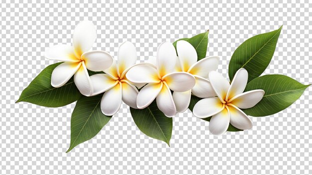 PSD plumeria fleurs tropicales avec des feuilles vertes isolées sur un fond transparent