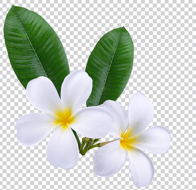 PSD plumeria, flores frangipani aisladas sobre fondo blanco. psd premium