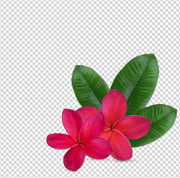 Plumeria frangipani flores vermelho vermelho rosa isolado no fundo branco psd premium