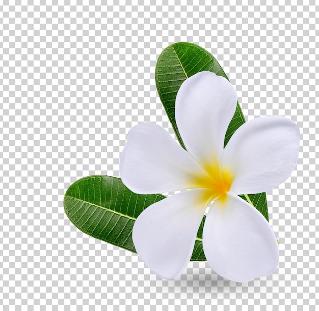 PSD plumeria con hojas aisladas