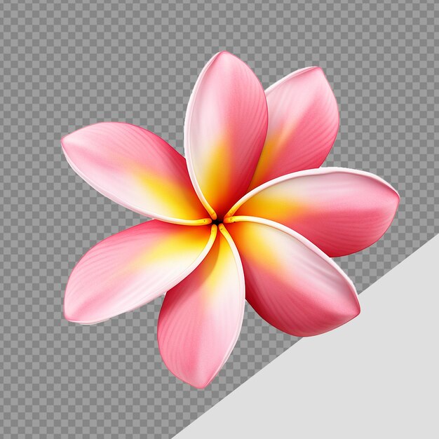 PSD plumeria rubra blume png isoliert auf durchsichtigem hintergrund