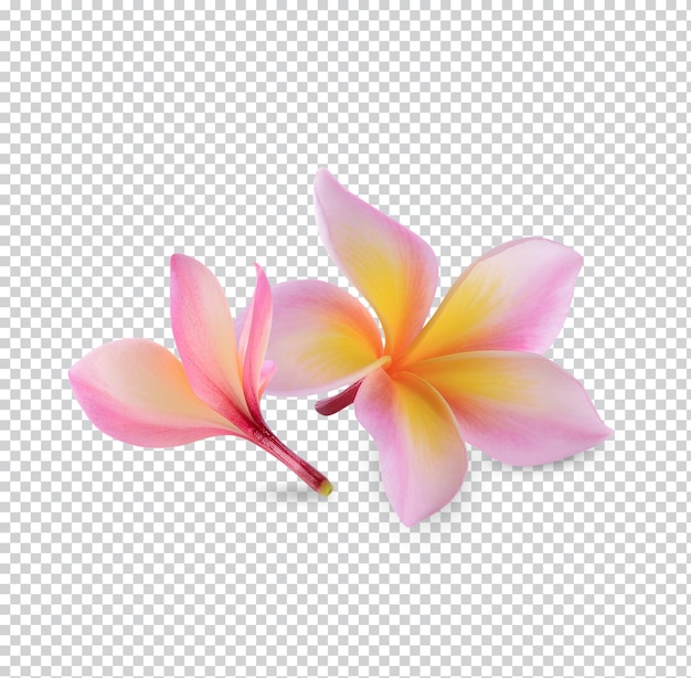 PSD plumeria rubra flor aislada psd premium