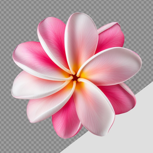 PSD plumeria rubra flor png aislada sobre un fondo transparente