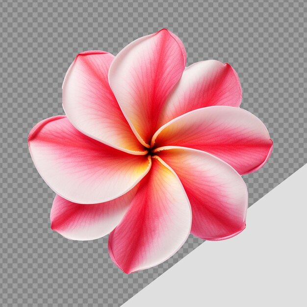 PSD plumeria rubra flor png aislada sobre un fondo transparente