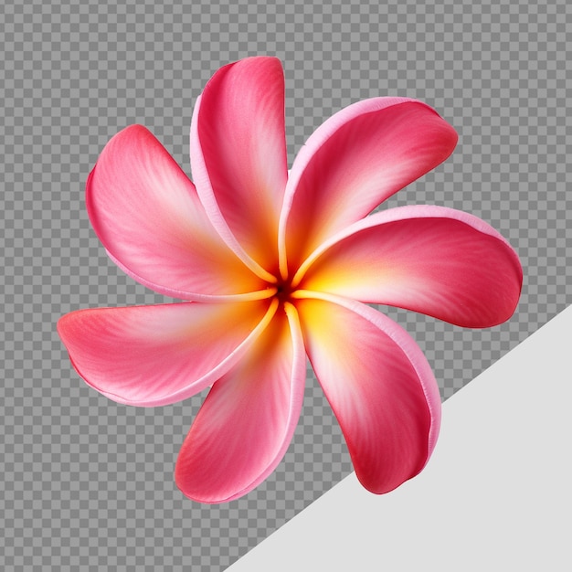 PSD plumeria rubra flor png aislada sobre un fondo transparente