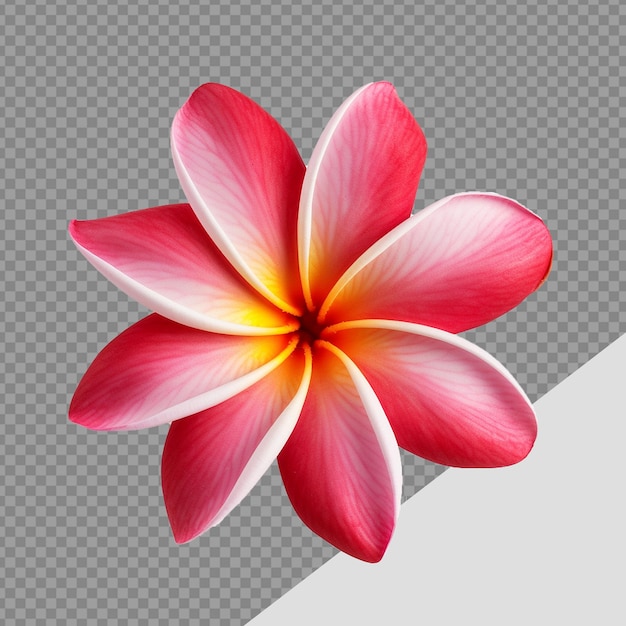 PSD plumeria rubra flor png aislada sobre un fondo transparente