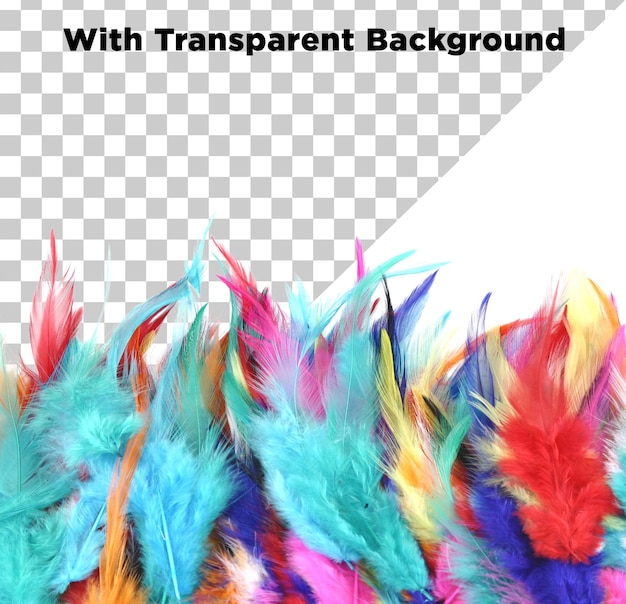 Des plumes colorées sur un fond transparent PSD PNG