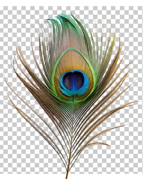 PSD des plumes de paon en png