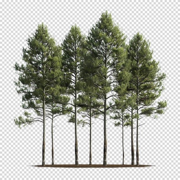 PSD png aislado de un árbol en un fondo transparente para el día mundial de los bosques