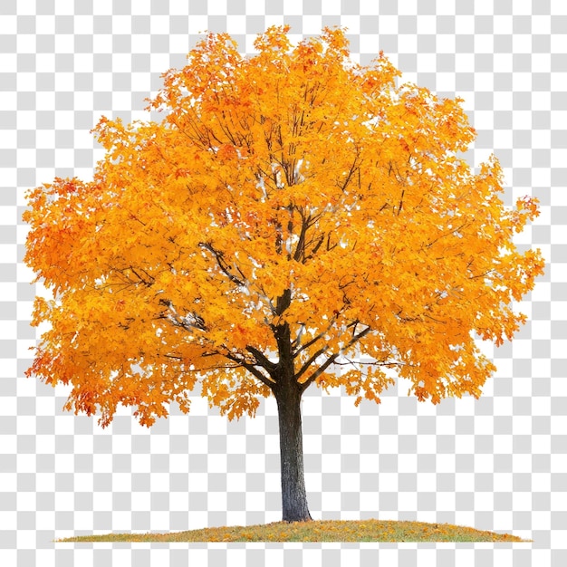 PNG Árbol de arce de otoño real hojas aisladas hojas