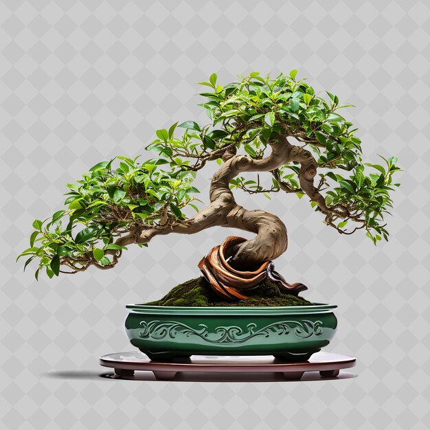 PSD png árbol de bonsai de olmo olla de arcilla hojas asimétricas armoniosas transparentes árboles diversos decoración