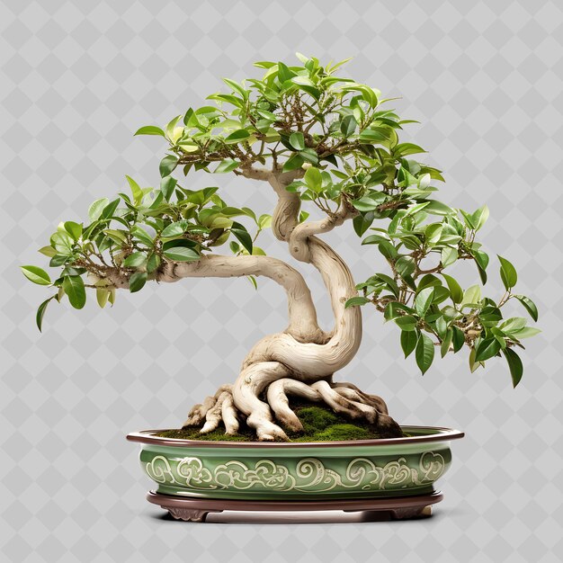 Png árbol de bonsai de olmo olla de arcilla hojas asimétricas armoniosas transparentes árboles diversos decoración